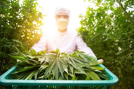 What It Takes To Ensure A Cannabis Business Stays In Compliance
