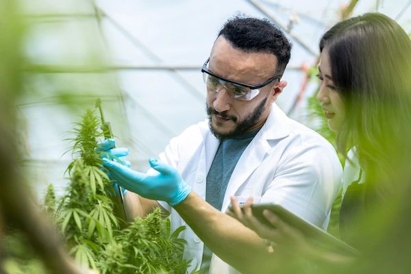 Are You Using The Right Technology To Grow Your Cannabis Business