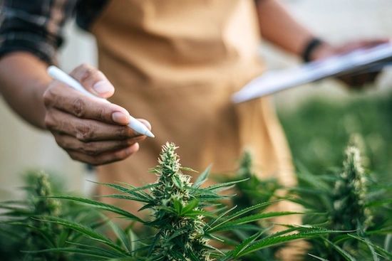 Understanding Compliance Requirements for Cannabis Security
