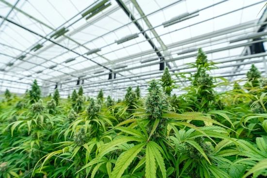 The 5 Biggest Security Threats for Your Cannabis Business