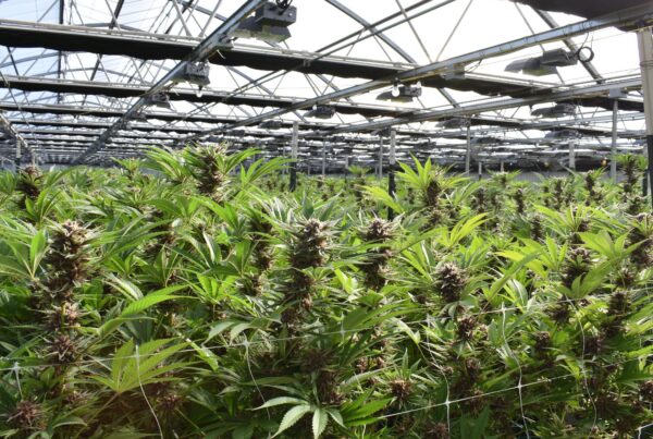 Cannabis Grow Facility