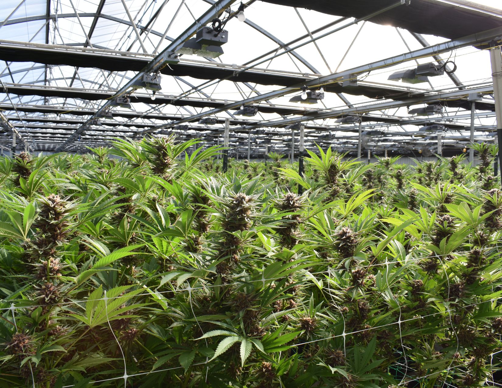 Cannabis Grow Facility Security: How Cannabis Growers Use Technology to Protect Crops, Prevent Sabotage, and Safeguard Genetics